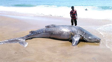16-ft dead shark washes ashore on Puri beach