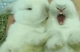 Image result for Cute Baby Bunnies Holland Lop