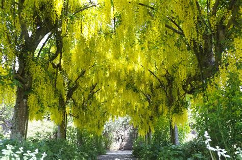 Image result for Pruning a Laburnum Tree