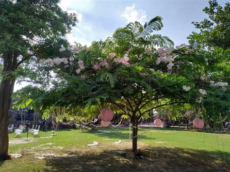 Image result for Family Tree Small Tree