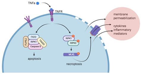 The Role of RIPK1 and RIPK3 in Cardiovascular Disease