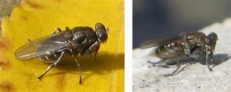 Image result for Popeye Bug