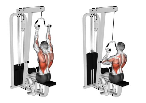 Neutral Grip Pull Up Muscles Worked at Audrey Begay blog