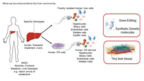 Image result for Synthetic Liver Function