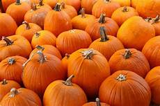 Orange Wallpaper Pumpkin by Orange Pumpkins Background Free Stock Photo Orange Wallpaper Pumpkin