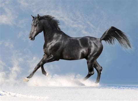 黑马的意思 黑马的含义和象征_黑马系统啥意思是什么