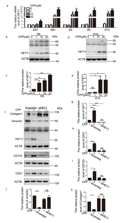 HOCI Probe CPP Induces the Differentiation of Human Dermal Fibroblasts into Vascular Endothelial ...