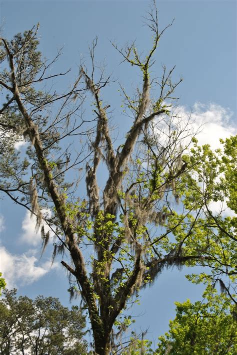 Swamp Moss 的图像结果