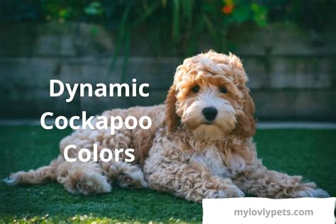 Image result for Cockapoo Colors
