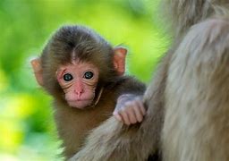 Image result for Mother and Baby Animals Wallpapers