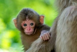 Image result for Animal for Baby