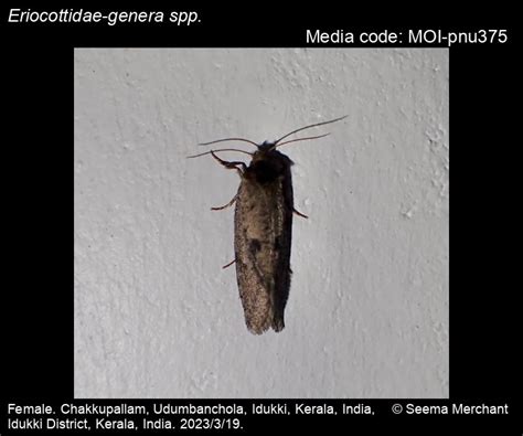 Eriocottidae-genera spp. Spuler, 1898 - | Moths