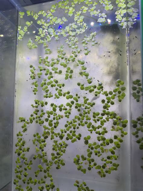 Live Aquatic Floating Plant, Small Green Duckweed for Ponds, Natural ...