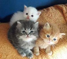 gatti persiani regalo persiani pelo lungo animali giugno clasf gatti persiani regalo persiani pelo lungo animali giugno clasf