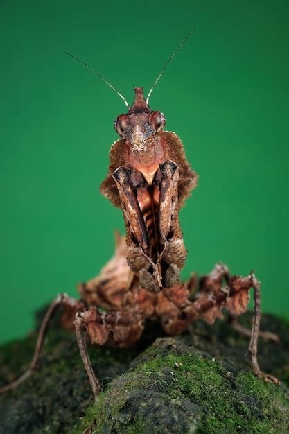 Image result for Praying Mantis