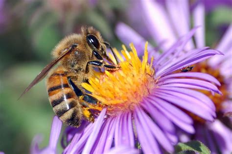 bee, Insect, Bees, Flower, Flowers Wallpapers HD / Desktop and Mobile ...