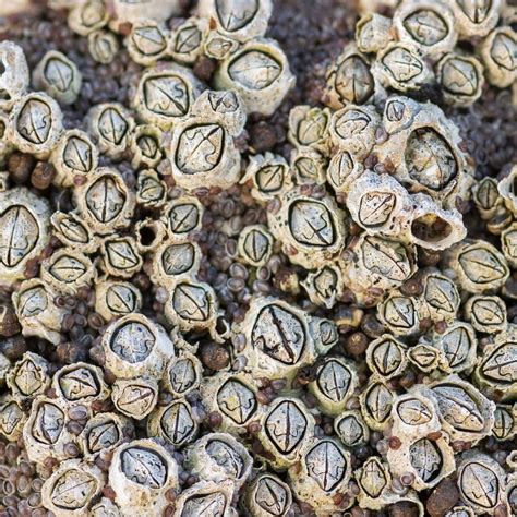 Barnacles guide: what acorn barnacles are and their life cycle ...