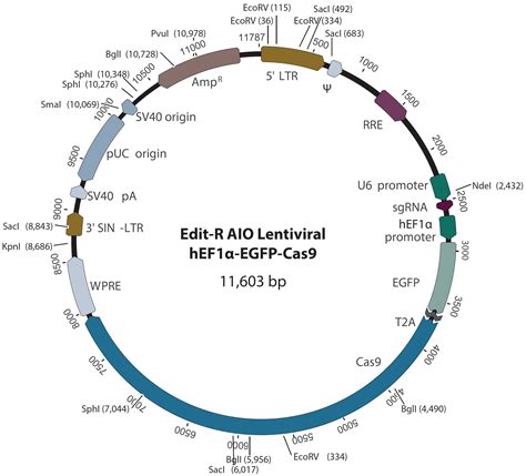Plasmid Vector 的图像结果