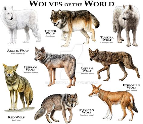 Different Types of Wolves 的图像结果