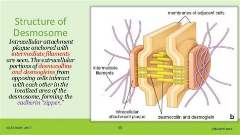 Rezultat imagine pentru Intercellular Junctions