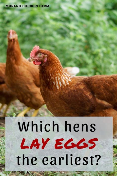 Which hens lay eggs the earliest? | Chickens backyard, Chicken life ...