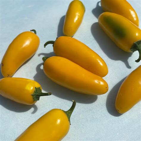 Lemon Spice Jalapeno Pepper Seeds – Hudson Valley Seed Company