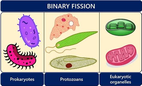 Image result for Binary Fission Examples