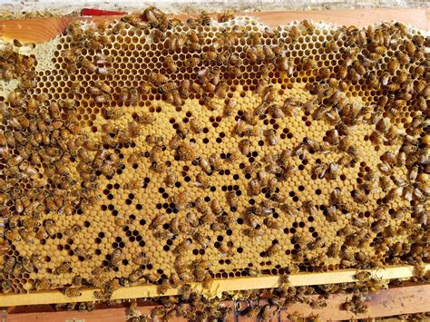 Lappe’s Bee Supply & Honey Farm LLC-USA Beekeeping Supplies Store Co.
