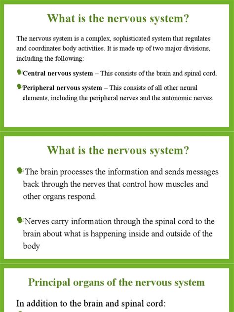 Image result for Nervous System Function Overview
