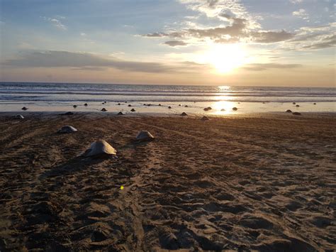 Jaguars & Turtles At Nancite Beach, Costa Rica — SEE Turtles