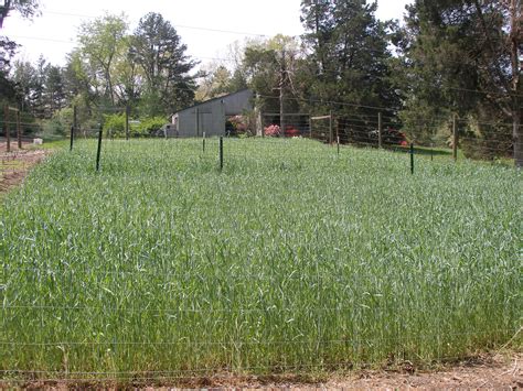 The Vegetable Garden in August | Piedmont Master Gardeners