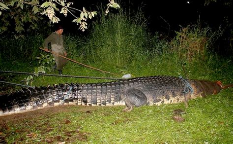 Pictures: Biggest Crocodile Ever Caught? | National Geographic