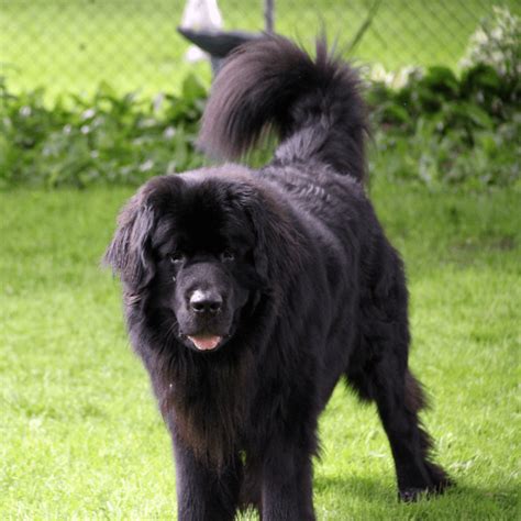 Newfoundlander Dogs 的图像结果