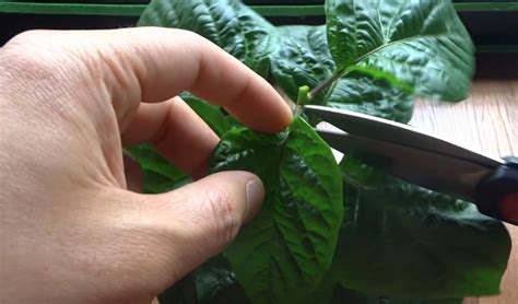 When to Top Pepper Plants: A Guide You Can Depend On - GFL Outdoors