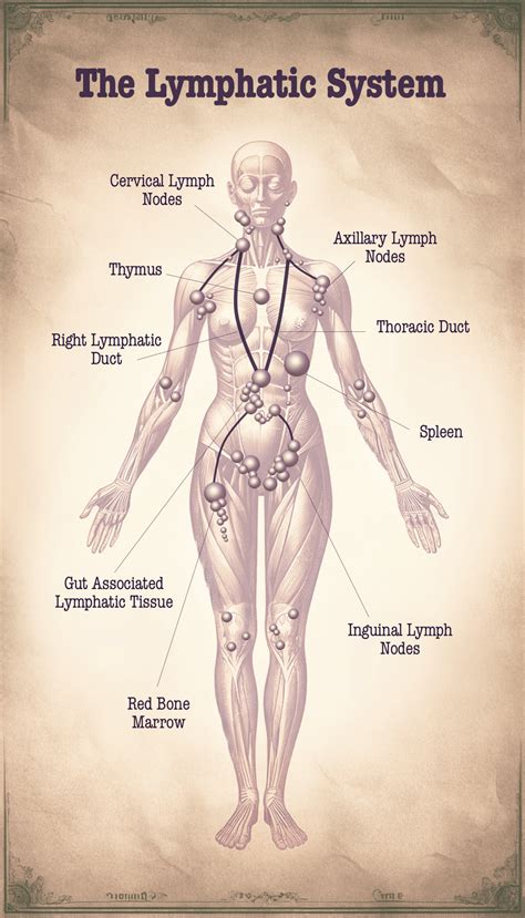Image result for How Lymphatic System Works