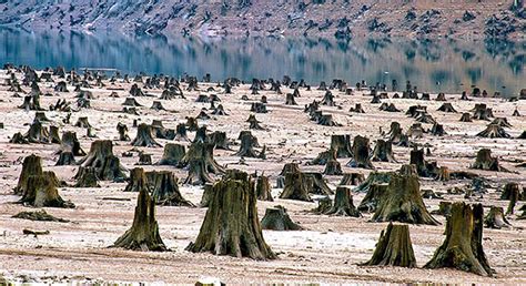 Bad Environment Examples 的图像结果