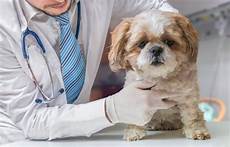 test ingresso veterinaria domande test veterinaria 2017 come rispondere studentville test ingresso veterinaria domande test veterinaria 2017 come rispondere studentville