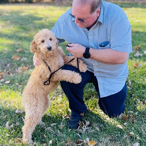 Toy Goldendoodle Full Grown Size