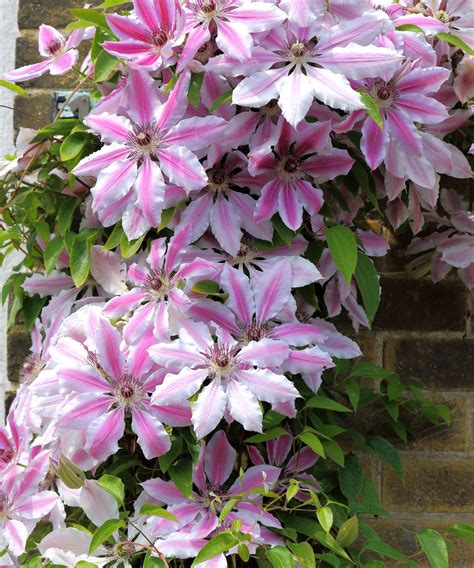 How to grow clematis in pots: expert tips for containers | Homes and ...