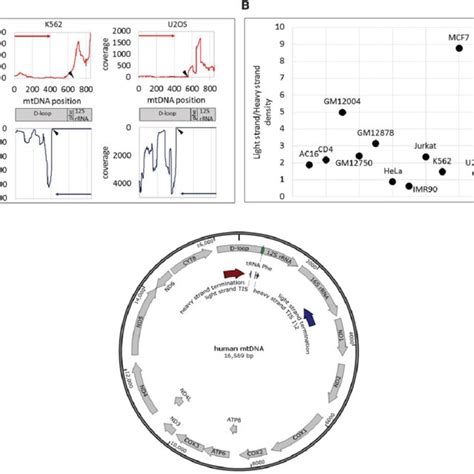 Image result for Example of mtDNA