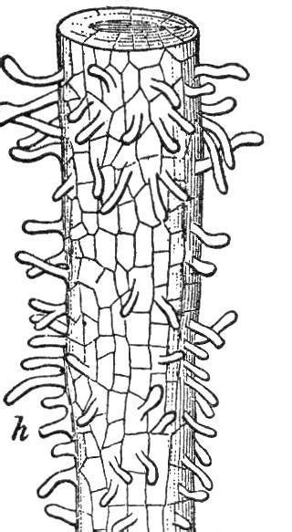 what is root hair. Draw a labelled diagram of a root hair - Brainly.in