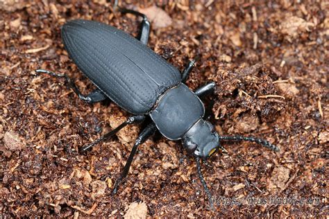Image result for Super Keyword Using in Java