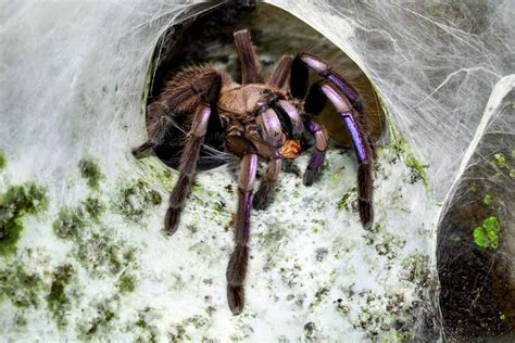 Tarantula Webs: What Do They Look Like and How Are They Built? - A-Z ...