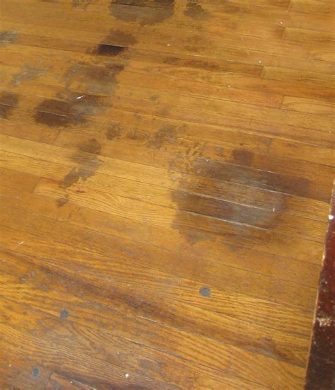 Black stains on hardwood floor from urine online