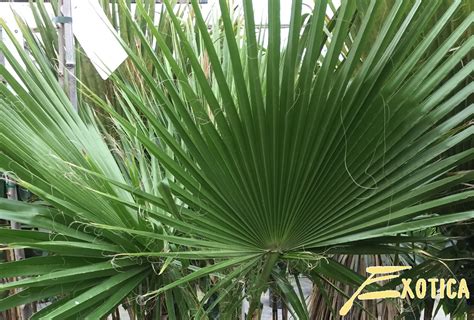 Washingtonia Filifera – Plantencentrum Exotica