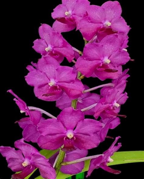 Vanda Orchids Hybrid Pine River - Flowerless Beauty