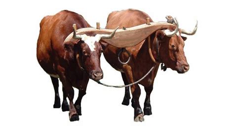 Introduction: Jesus's Easy Yoke. Matthew 11:28-30 | Deeper Discipleship