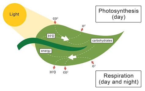 Photosynthesis