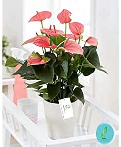 Adopt Plants Anthurium Red Plant with Pot : Amazon.in: Garden & Outdoors