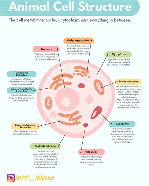 Cells 的图像结果